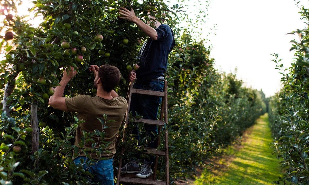 果汁品牌系列 果汁品牌系列